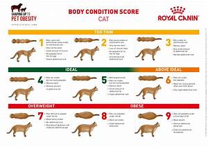 Body Condition Score Cwvc Limited