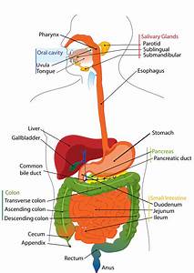 Male Digestive Tract Diagram