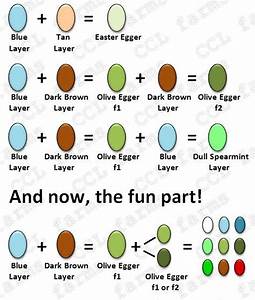 Egg Color Genetics Chart Chickens Pinterest Egg Coloring