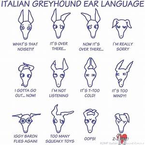 Italian Greyhound Ear Language Shirt Romp Italian Greyhound Rescue