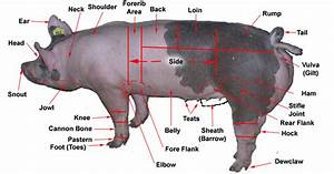 Slo Ffa Swine Showmanship Questions Handout 1 Terminology Boar
