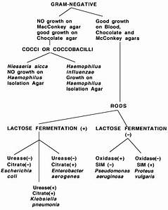 Gram Negative Rod Bacteria Flow Chart Best Picture Of Chart Anyimage Org