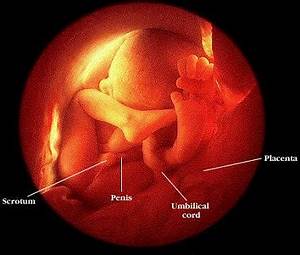 Healthy Life Fetal Development Month By Month