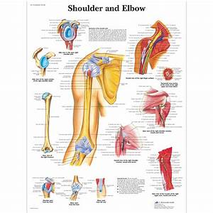3b Scientific Shoulder And Elbow Anatomical Chart Ceilblue