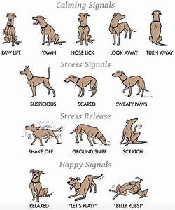 Parents Please Keep Observing Your Dog 39 S Body Language As They