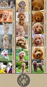 Goldendoodle Growth Timberidge Goldendoodles