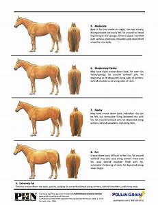 Body Condition Scoring Your Horse