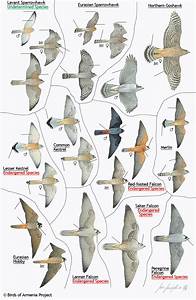 Plate 15 Sparrowhawks Goshawks Kestrels Falcons Merlins And