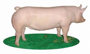 Top Eight Major Swine Breeds Pork Checkoff