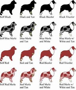 Australian Shepherd Color Chart All Aussies Have Various Face Patterns