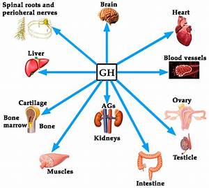 Hgh Or Human Growth Hormone Function Uses Dosage Side Effects