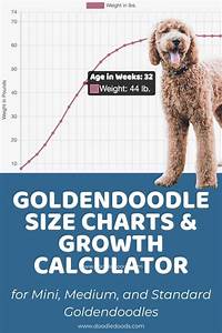 Goldendoodle Size Chart For Mini Medium And Standard Goldendoodles