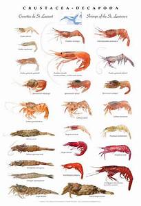 90 Amazing What Are The Sizes Of Shrimp Insectza