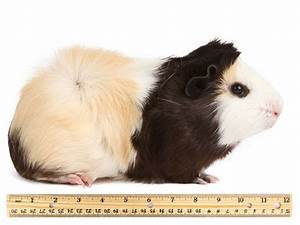 Guinea Pig Size Weight Chart Vivo Pets