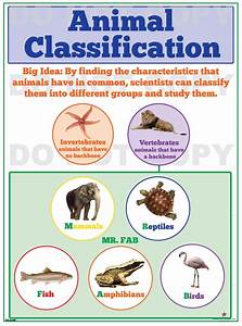 Animal Classification Chart Birds