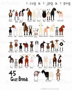 List Of 45 Goat Varieties 45 Breezes Of Goats Chart Svg Jpg Etsy