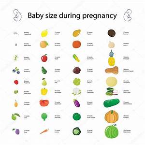 Infographic About Baby Size During Pregnancy Comparing With Diff Stock