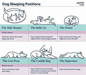 6 Dog Sleeping And What They Mean Petmd