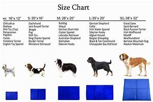 Toy Miniature Australian Shepherd Size Chart