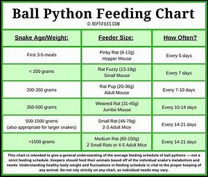Ball Python Feeding Schedule Ball Python Ball Python Care Ball