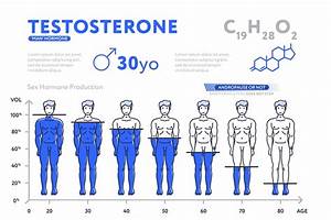 Flat Design Of Infographic Diagram Showing Hormone Testosterone By