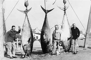 Atlantic Bluefin Tuna A Fish In Troubled Waters Global Food Health