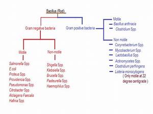 Gram Stain Bacteria Chart