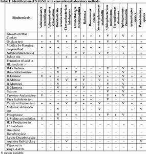 Enterobacteriaceae Identification Flow Chart Sexiezpicz Web 