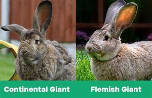 Continental Giant Rabbit Vs Flemish Giant What S The Difference With