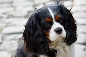 Cavalier King Charles Spaniel Simple English Wikipedia The Free