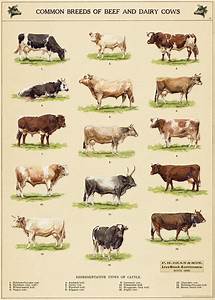Product Image Dairy Cow Breeds Breeds Of Cows Dairy Cows