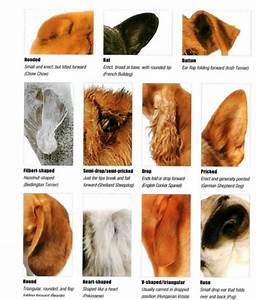 19 Dog Ear Types Shapes Interpret Dog Ears 34 Dogs With Pointy
