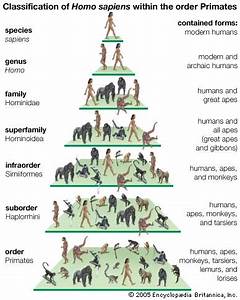  Sapiens Classification Within Primates Kids Encyclopedia