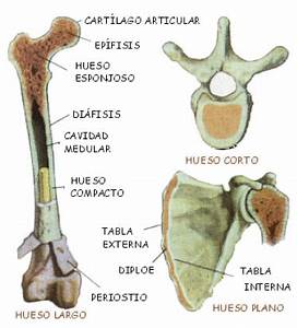 Kirolxabi Anatomia Hezurrak Huesos