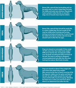 Is Your Dog Overweight Easy Reference Body Chart Can Dogs Eat This