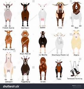 Vektor Stok Goats Chart Breeds Name Tanpa Royalti 1372093229
