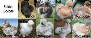 via backyard chickens silkie chickens colors chicken coloring silkies