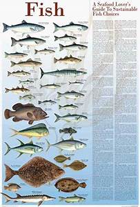 30 Best Seafood Charts Images Seafood Sustainable Seafood Fish Chart