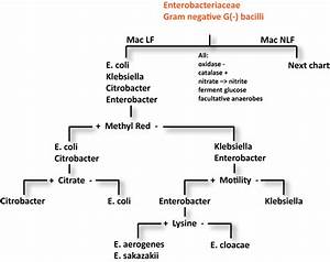 Enterobacteriaceae Identification Flow Chart