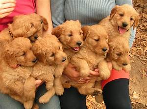 About Goldendoodles Aussiedoodle And Labradoodle Puppies Best