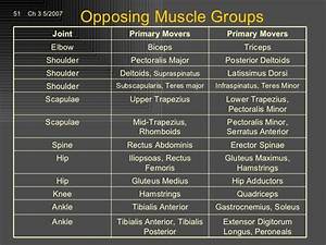 Agonist And Antagonist Muscle Pairs Chart