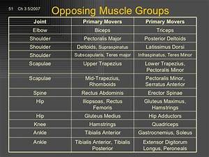 agonist and antagonist muscle pairs chart