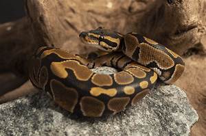 How Big Do Ball Pythons Get Size Charts By Age More Reptiles 2022