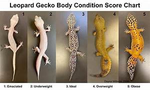 Leopard Gecko Size Leopardgeckos