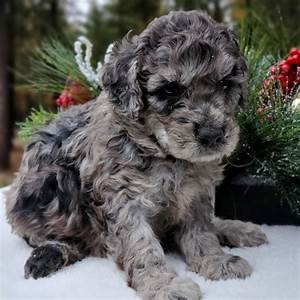 Goldendoodle Coat Colors Everything You Need To Know Mountain