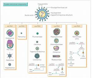 Virus Structure Classification And Antiviral Therapy Virology