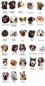Pictures Of Dog Breeds Dog Breeders Guide