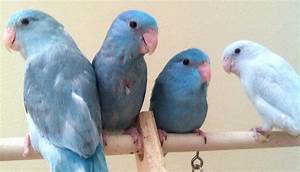 Pacific Parrotlet Color Mutations Flickr Photo Sharing