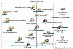  Sapiens Meaning Stages Of Human Evolution Britannica Com