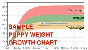 Toy Poodle Puppy Growth Chart Tutor Suhu